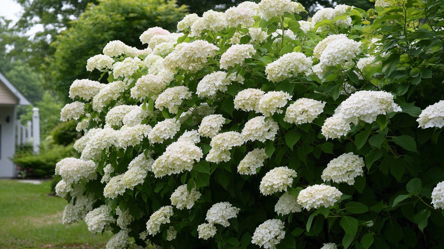 Climbing Hydrangea