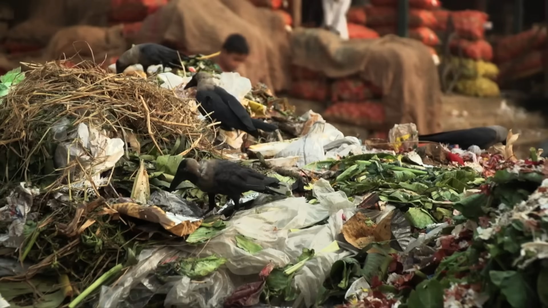 scene showing crows scavenging through piles of food waste and garbage in a marketplace